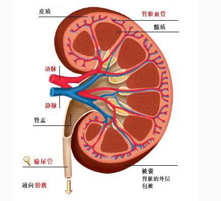 泌尿系统解剖图谱之肾