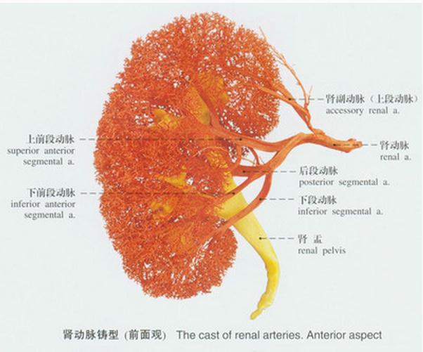 肾动脉铸型（前面观）