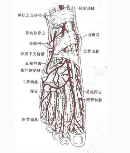 踝和足部动脉