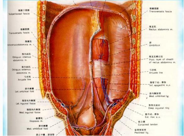 腹前壁腹膜（外面观）