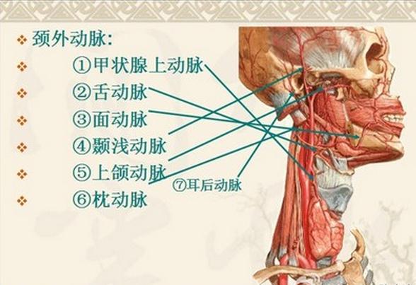 颈外动脉及其分支（动脉铸型）