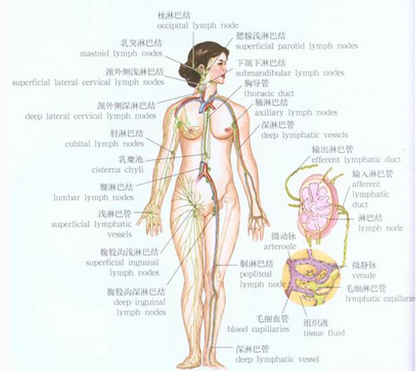 淋巴系模式图