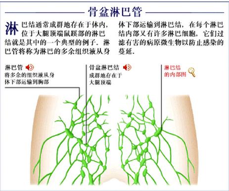骨盆淋巴管