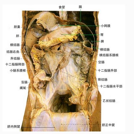 小网膜及肠系膜根