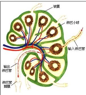 淋巴结