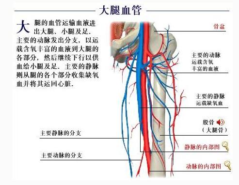 大腿血管