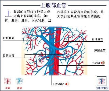 上腹部血管