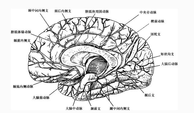 大脑半球内侧面的动脉