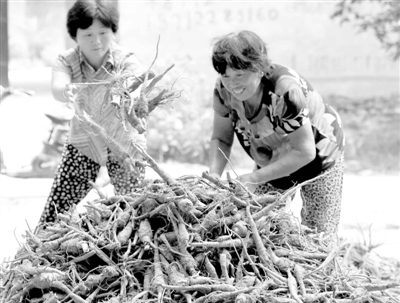 图为亳州市谯城汤陵办事处刘营村的药农正在晾晒白芷
