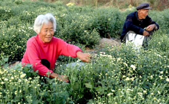 安徽省淮北市相山区渠沟镇种植的金丝皇菊、杭白菊等7个品种菊花迎来了丰收季