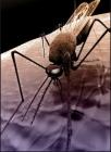 蚊子在人体皮肤表面吸血