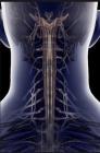 颈部脊柱、神经