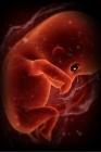 子宫里的胎儿