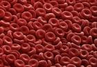 红血球从这张图片上看，它们很像肉桂色糖果，但事实上它们是人体里最普通的血细胞——红血球。这些中间向内部凹陷的细胞的主要任务，是将氧气输送到我们的整个身体。在女性体内，每立方毫米血液中大约有400万到500万