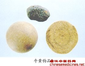 　　牛黄伪品(3)——牛羊草结(Niuyangcaojie)【来源】牛科(Bovidae)动物牛 Bos taurus domesticus Gmelin、水牛 Bubalus buballs Lin-naeus、绵羊 Ovls anes Linnaeus 或山羊 Canra hircus Linnaeus胃内的草结块或毛结石。【性状】圆形、类圆球形、椭圆形，直径2～7cm。重量常在50g以下。表面灰黄棕至绿褐色，多光滑，略有光泽，极少见不规则裂纹。体轻，质坚韧，不能分层剥离，断面灰黄棕至绿褐色，可见由细小纤维样物组成的一层外壳，内可见众多较粗大的纤维和毛发样物，无同心环状层纹，粗糙。气微，味淡，无苦味，无回甜感和清凉感。【鉴别】 1.取本品少量，加水调和，涂于指甲上，不能将指甲染成黄色(不挂甲)。2.粉末显微观察，可见众多较粗大的纤维、导管、非腺毛、毛发等动、植物组织，尤以纤维和毛发样物为多见(正品可见众多棕黄至红褐色不规则因块和结晶样物，未见动、植物组织)。3.按牛黄鉴别项①～③试验法，①在210～550nm波长范围内无明显的吸收峰，若有吸收峰，吸收度小于0.4。②在1700～1550的-1次方cm范围内，不出现3个特征吸收倒峰。③本品供试液在与对照液Ⅱ相应的位置上，无对应的斑点，但在与对照液Ⅰ相应的位置上，显相同的紫红色斑点。4按猪黄鉴别项2试验法，本品供试液在与对照品Ⅰ、Ⅱ、Ⅲ、Ⅳ、Ⅴ相应的位置上，均无对应斑点。
