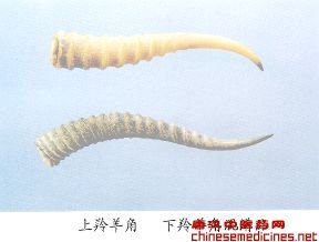 羚羊角（Linsvansjiao） Cornu Saigae Tataricae