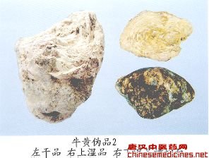 　　牛黄伪品(2)——水牛黄(Shuiniuhuang)【来源】牛科(Bovidae)动物水牛Bubalus bubalis Linnaeus干燥的胆囊或胆管结石。【性状】长卵圆形、类心形或类圆柱形，短径8～15cm，长径16～20cm。重350～650g。表面灰土黄至灰黄棕色(湿时呈棕黄至红褐色)，深浅不一，稍粗糙，有的被有灰棕褐至黑褐色物，具不规则裂纹。体轻，质稍松脆，中部以内不易分层剥离，断面灰白黄至棕黄色(湿时呈棕黄至红棕色)，外层叶见稍细密的同心环状层纹，中部以内层纹不明显，有空隙，可见纤维样物。气微臭，略有碱味，味苦而无明显的回甜感和清凉感，嚼之易碎，不粘牙。【鉴别】1.取本品少量，加水调和，涂于指甲上，不能将指甲染成黄色。2.粉末显微观察.可见众多细小纤维、导管、非腺毛、薄壁组织，偶见花粉粒、毛发等动、植物组织(正品可见众多棕黄至红褐色不规则团块和结晶样物，未见动、植物组织)。3.按牛黄鉴别项①～③试验法，①在210～550nm波长范围内无明显的吸收峰，若有吸收峰，吸收度小于0.5。③在1700-1550cm的-1次方范围内，不出现3个特征吸收倒峰。③本品供试液在与对照液Ⅱ相应的位置上，无对应的斑点，但在与对照液Ⅰ相应的位置上，显相同的紫红色斑点。4.按猪黄鉴别项2试验法，本品供试液在与对照液Ⅰ、Ⅴ相应的位置上，显相同颜色的斑点，但在与对照液Ⅱ、Ⅲ、Ⅳ相应的位置上，无对应斑点。
