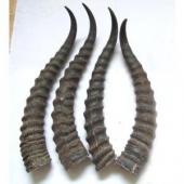  羚羊角混淆品——黄羊角（Huangyangjiao）