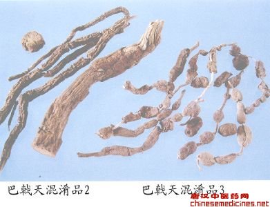巴戟天混淆品（2）——双华巴戟（Shuanghuabaji）         [来源]    茜草科（Rubiaceae）植物双华巴戟Morinda shuanghuaensis C.Y.Chen et M.S.Huang的干燥根。         [性状]    圆柱形，直径5-25mm。表面灰棕至暗褐色，具纵皱纹和横向裂纹；肉薄。断面皮部厚1-2mm；棕或紫棕色。木部较粗，直径4-14mm。质坚韧。无臭，味淡微甜。         [鉴别]    1.皮层外侧具1-3列石细胞，断续排列成环。皮层较窄，韧皮部中无石细胞。草酸钙针晶束散在或成束存在于薄壁细胞中，长80-100μm。         2.按巴戟天鉴别项2试验法，显天蓝色荧光（254nm）。经氨熏后显红棕色荧光。