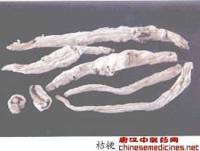 桔梗（Jiegeng）Radix Platycodi         [来源]    桔梗科（Campanulaceae）植物桔梗Platycodon grandiflorum（Jacq.）A.DC.的干燥根。         [性状]    圆柱形或略成纺锤形，长7-20cm，直径10-15mm，顶端有较短的根茎，其上有数个半月形的茎痕。表面白或淡黄白色，不去外皮的表面黄棕至灰棕色，有横长的皮孔样斑痕和支根痕，上部有横纹。质脆，断面不平坦，有一浅棕色环，皮部类白色，有裂隙，木部淡黄白色。无臭，味微甜后苦。         以条肥大、色白、体实、味苦者为佳。         [鉴别]    横切面木栓细胞有时残存。不去外皮的木栓层细胞排列整齐，胞腔中含草酸钙小棱晶；皮层窄，常见裂隙。韧皮部乳管群散在，壁略厚，内含微细颗粒状黄棕色物。形成层成环。导管单个散在或数个相聚，呈放射状排列。薄壁细胞中含扇形或类圆形的菊糖结晶。         粉末黄白色，菊糖众多。导管常互相连结，直径14-25μm，壁略厚，管中含有细小浅黄色油滴样颗粒状物。导管多为梯形、网纹，少有具缘纹孔导管。