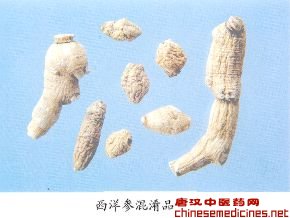 西洋参混淆品——生晒参（Shengshaishen）         [来源]    同人参。         [性状]    主根纺锤形、圆柱形或圆锥形，长12-90（150）mm，直径5-20mm。表面灰黄至棕褐色，中、上部有疏浅断续的环纹，横长皮孔突起多不甚明显，有明显不规则纵皱纹，下部有2-3条侧根或根痕，有的则除去侧根，并将主根下部木、髓部挖去，扎成参尾状。体较轻，质稍硬，吸潮易变软，断面淡黄白至淡黄色，略显粉性，较疏松，皮部黄棕色小斑点（树脂道）较少或不甚明显，形成层环纹棕黄色，木部放射状纹理不甚明显。气微香而特异，甘、苦味较淡。         [鉴别]    1.主根横切面：韧皮部有明显的裂隙（正品无裂隙或较少），木部导管2-3列稀疏径向排列（正品导管多单个稀疏径向排列），射线细胞及木薄壁细胞内含多数草酸钙蔟晶（正品射线细胞及木薄壁细胞不含或极少含草酸钙蔟晶）；偏光显微镜下，木栓层、木部导管偏光亮度较强（正品较弱），草酸钙蔟晶多在栓内层、木质部、韧皮部较少，树脂道明显呈棕褐色（正品树脂道不甚明显）。         2.按西洋参鉴别项的试验法，本品供试液与比较液有相一致的色谱图[即人参皂甙Rg1与Re斑点之间，应有人参特有的斑点（人参皂甙Rf）]