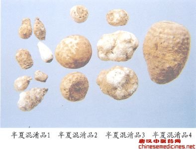 半夏混淆品（1）——土半夏（Tubanxia）         [来源]    天南星科（Araceae）植物犁头尖Typhonium divaricatum（L.）Decne.的干燥块茎。         [性状]    圆锥形或卵形，有的略弯曲，直径5-15mm，高10-30mm。表面淡黄或类白色，上端有凸起叶痕，下端略尖，周围可见细小须根痕。质坚实，断面类白色，粉性。气微，味辛辣、麻舌而刺喉。有毒。