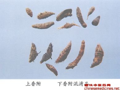 香附（Xiangfu）Rhizoma Cyperi         [来源]    莎草科（Cyperaceae）植物莎草Cyperus rotundus L.的干燥根茎。         [性状]    多呈纺锤形，有的略弯曲，长2-3.5cm，直径0.3-1cm。表面通常有5-10个略隆起的环节，节上具棕色毛须，细根直径约0.5mm。断面白色或红棕色，内皮层环纹明显。质硬。气香，味微苦。         [鉴别]    根茎横切面下皮细胞2-3列，壁较厚，纤维束较多，石细胞断续排列；皮层薄壁细胞内含淀粉粒（多糊化），分泌细胞类圆形，内常含棕黄色分泌物。叶迹维管束少数，为中韧型及外韧型。内皮层细胞明显。 