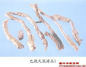 巴戟天混淆品（1）——羊角藤（Yangjiaoteng）         [来源]    茜草科（Rubiaceae）植物羊角藤Morinda umbellata L.的干燥根。         [性状]    圆柱形，略弯曲，长短不等，直径5-15mm。表面灰黄至灰棕色，有的微带紫红色，较粗糙，具纵皱纹和横纹；有的皮部断裂而露出木部，但不似连珠状。肉薄而稍易剥落。断面皮部厚1-4mm，灰黄棕至灰紫色。木部较粗，呈放射状，直径3-9mm，黄棕色。质坚韧。无臭，味淡微甜。         [鉴别]    1.木栓细胞数列，黄色，多角形。草酸钙针晶多成束存在于薄壁细胞中，长48-72μm，栓内层草酸钙针晶束稀少。木栓层内侧具1-3列石细胞，断续排列成环。皮层和韧皮部内有石细胞群或单个石细胞散在，类圆形、椭圆形、类多角形或纤维状，直径17-112μm。长约至420μm，木质部发达，全部木化，导管类圆形，直径约至100μm。         2.按巴戟天鉴别项2、3试验法。2.显亮蓝紫色荧光，经氨熏后显黄绿色荧光；显亮蓝绿色荧光。3.约在275、330nm波长处有吸收峰，在220-240nm波长范围内吸收度大于0.5。