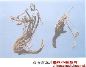 白头翁伪品——星色草（Xingsecao）         [来源]    石竹科（Caryophyllaceae）植物白鼓丁Polycarpaea corymbosa（L.）Lam.的干燥全草。          [性状]    根类圆锥形，表面浅棕黄色。茎圆柱状，长10-30cm，直径1-2mm，近基部有密生的叶片和托叶，上部二歧分枝，表面被白色绒毛。叶对生或轮生，叶片狭线形，长7-20mm，宽1mm;顶端渐尖，基部圆形，棕色，两面近无毛，无柄。托叶白色，膜质，披针形，长为叶之1/2或略长。果序伞房状，白色，长宽各约1cm；苞叶和萼片白色，膜状，比果实长。果褐色，卵形，种子扁卵形。气微，味微苦。