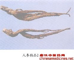 人参伪品（2）——假人参（Jiarenshen）         [来源]    马齿苋科（Portulacaceae）植物土人参Talinum paniculatum（Jacq.）Gaertn.干燥根的加工品。         [性状]    长圆锥形或长纺锤形，分枝或少分枝，长5-15cm，直径5-17mm，长短不等，有的微扭曲或弯曲，顶端有残留的木质茎基，下部旁生侧根。表面灰褐或灰黑色，有纵皱纹及点状突起的须根痕。除去栓皮并经蒸煮者表面为灰黄至棕褐色，半透明状，有点状须根痕及纵皱纹，有时隐约可见内部纵走向的维管束。质坚硬，不易折断，断面平坦，角质样，中央常有空腔。气微。味淡而微有粘滑感。         [鉴别]    根横切面：木栓层大部分已除去，多仅存数十列皮层薄壁细胞，切向延长；韧皮部较窄，无分泌组织散在；形成层明显，形成层处有较多的草酸钙蔟晶；木质部约占根的1/3-1/2，导管常1-2列呈放射状排列，中心部位常散在，导管为圆多角形，直径30-45μm，木薄壁细胞中含有草酸钙蔟晶；薄壁细胞中含有已糊化的淀粉团块。