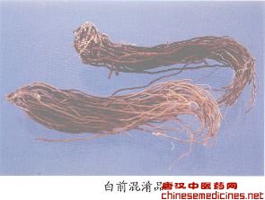 白前混淆品——白薇（Baiwei）         [来源]    萝藦科（Asclepiadaceae）植物白薇Cynanchum atratum Bge.的干燥根和根茎。         [性状]    马尾状，多弯曲。根茎粗短，略横向延长，呈结节状，上面具有圆形的茎痕，下面丛生多数细根，根长10-25cm，直径0.5-2mm，表面棕黄色，有细纵皱。质脆，易折断，断面平坦，皮部黄白色，木部黄色。气微香，味微苦。有毒。         [鉴别]    1.根横切面表面为1列类多角形细胞。皮层宽广由10-25列类圆形薄壁细胞组成，胞腔中含淀粉粒和草酸钙蔟晶，蔟晶直径16-48μm，内皮层细胞明显。中柱鞘为1-2列薄壁细胞组成，韧皮部狭窄。形成层成环。木质部组织均木化，导管直径8-56μm。         2.取本品粗粉1g，加70%乙醇10ml，加热回流1小时，过滤。取滤液1ml置蒸发皿内蒸干，残渣加醋酐1ml使溶解，再加硫酸一滴，放置后变为蓝黑色。         [注]    也有以白前混称白薇的情况。