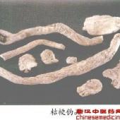 桔梗伪品——霞草（Xiacao）         [来源]    石竹科（Caryophyllaceae）植物霞草Gypsophila oldhamiana Miq.的干燥根。         [性状]    圆柱形或圆锥形，常弯曲，长5-8cm，直径5-35mm。表面黄白色，稍粗糙，可见残留有微翘起的棕黄色栓皮痕和横向突起的皮孔痕。根头部粗大，常有分叉的茎基和多数突起的圆形支根痕。全体有扭曲的纵沟纹。体重，质坚实，不易折断，断面有2-4个黄白色相间的环，为异型维管束。气微，味苦而麻辣。         [鉴别]    横切面木栓层为8-20列类方形或长方形细胞，皮层有异型维管束散在或由多个外韧型维管束排列成2-4个环层。导管单个或2-3个成群，呈类圆形，直径15-55μm，中心木部射线呈放射状；在较老的根中可见颓废的导管群，内含淡黄色物质。薄壁细胞中含有较多的草酸钙蔟晶。         粉末黄白色，草酸钙蔟晶众多，晶瓣较尖，直径20-100μm，导管多为网纹。木薄壁细胞纵断面呈类纺锤形，壁稍增厚。