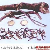 山豆根混淆品（1）——百色苦参（Baisekushen）         [来源]    豆科（Leguminosae）槐属植物 Sophora sp.的干燥根及根茎。         [性状]    根茎不甚明显，根呈长圆柱形，有的有分枝，略弯曲，长短不等，直径7-25mm。表面棕褐至黑褐色，有细小的不规则纵向皱纹和裂纹，有的皱缩不甚明显，可见横向突起的皮孔，有的成横条状。质坚硬，难折断。断面皮部呈棕褐至褐色，木部呈浅棕黄色至棕黄色。豆腥气不甚明显，味微苦。