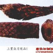 贯众习用品（1）——华南紫萁（Huananziqi         [来源]    紫萁科（Osmundaceae）植物华南紫萁Osmunda vachellii Hk.的干燥带叶柄残基的根茎。         [性状]    倒圆锥形，长25-40cm，直径7-14cm。两端均短尖，一端具长的叶柄残基，另端仅具短的须根残基，表面浅棕色。须根棕黑色，扁圆形，直径约1.5mm，坚硬，多弯曲。叶柄残基切面类圆形或椭圆形，浅棕色，直径5mm，部分中空，中央有一棕色的V形或近圆圈状的维管束。根茎切断面可见数个至10数个黄色的圆形维管束，紧密排列成环状车轮纹。气微而特异，味苦、涩。 
