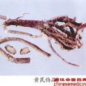 黄芪伪品（3）——蓝花棘豆（Lanhuajidou）         [来源]    豆科（Leguminosae）植物蓝花棘豆Oxytropis coeruler（Pall.）DC.的干燥根。         [性状]    圆柱形，长短不等，直径10-25mm，上端较粗，下端较细。根头部有数个至二十多个分叉的地上茎残基，有的残存托叶和叶柄的基部。表面粗糙不平，灰黄或棕褐色，有皱纹和明显突起的皮孔和须根痕，栓皮较薄，易脱落，断面韧皮部白至淡黄色，纤维很多，横切面皮部约占直径的1/2，并见有细小的裂隙。木部黄色，质轻而韧，难折断，无粉性，纤维性强。气微而特异，味淡。         [鉴别]    横切面木栓层由多列木栓细胞组成。栓内层为厚角组织，位于木栓层下方，厚角细胞横向延长，细胞内无淀粉粒，韧皮部纤维较多，通常150-200个成大束存在。各纤维束之间薄壁细胞较少，因而韧皮部中除射线外，绝大部分由纤维构成。木质部约占半径的1/2，导管圆形或类圆形。射线细胞壁上具明显的单纹孔。         本品组织中不含草酸钙结晶和淀粉粒。