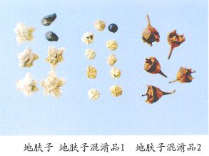 地肤子（Difuzi） Fructus Kochiae     【来源】 藜科（Chenopodiaceae）植物地肤Kochia scoparia（L.）Schrad.的干燥成熟果实。     【性状】 扁球状五角星形，直径1～3mm。外被宿存花被，表面灰绿或浅棕色．周围具膜质小翅5枚，背面中心有微突起的果梗及放射状脉纹5～10条。种子扁卵形，褐棕色，长约1mm。气微，味微苦。    以饱满、色灰绿者为佳。 