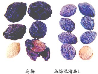 乌梅（Wumei） Fructus Mume     【来源】 蔷薇科（Rosaceae）植物梅 Armeniaca mume Sieb．的干燥未成熟果实。     【性状】 类球形或扁球形，直径18～25mm。表面黑或棕黑色，极皱缩，被短绒毛。果肉易剥离。果核扁球形，直径15～20mm，表面密布网状纹理，网眼呈蜂窝状。气微或具烟熏气，味极酸。     以个大、肉厚、色黑者为佳。     【鉴别】     1．外果皮有时可见绒毛脱落后的疤痕。非腺毛单细胞，有的可见2～5个分隔，平直或弯曲，基部圆形，有的表面具螺旋状角质层纹理。种皮石细胞单个或数个成群，黄色，可见纹孔和孔沟，有的具明显细密层纹。     2．取本品果肉1．5g，加乙醇15ml，研磨后过滤；取滤液2ml，水浴上蒸干，加入新配制的吡啶醋酐（3：1）液约3ml，显紫檀色。