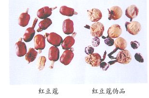 红豆蔻(Honsdoukou)Fructus Alpiniae Galangae【来源】 姜科(Zingiberaceae)植物红豆蔻 Alpina galanga(L.)Willd.的干燥成熟果实。【性状】 长圆形，中部略收缩，长7～12mm，直径5～7mm。表面红棕或暗红色(未成熟的呈黄色)，平滑无毛或略有皱缩。顶端有黄白色的管状宿萼，基部有果梗或果梗痕。果皮薄，不开裂，易破碎。种子3～6粒，呈扁圆形或三角状多面体，红棕或黑棕色，外被黄白色膜质假种皮。胚乳灰白色。气香，味辛辣。 以粒大、饱满、不破碎、气味浓者为佳。 