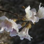 伪品泡桐花：花萼呈钟状，革质，长约1．2厘米，比正品短，先端亦为5裂，但裂片肥厚，上被满毛茸。花冠具毛，呈漏斗状，灰棕色，上端亦5裂，但花冠基部无花盘，花冠内有紫色的斑点，雄蕊4枚，着生在花冠上，有两个较长，隐藏于花冠筒内；子房上位为两室，有树枝状毛，花柱细长，内弯。泡桐花气微，闻之无香气，口尝味淡。泡桐花既不与凌霄花为同科植物，又不具有凌霄花的功效，不可代替凌霄花药用。