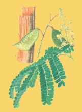 苏木（Sumu）Lignum Sappan         [来源]    豆科（Leguminosae）植物苏木Caesalpinia sappan L.的干燥心材。         [性状]    长圆柱形或对剖半圆柱形，稍弯，有的呈不规则长条状或疙瘩状，长10-100cm，直径3-12cm。表面黄红至棕红色，常见有纵向裂缝和刀削痕，木质纹理较细。横切面略具光泽，有明显的同心环，有的中心有髓。质坚硬沉重，气微，味微涩。         以粗大、质坚、色黄红者为佳。         [鉴别]    1.横切面导管类圆形，单个或2-3个径向排列，有的含红棕色内含物。木纤维多角形，壁较厚。木薄壁细胞壁厚，木化，有时可见胞腔内含草酸钙方晶或棱晶。木射线1-2列细胞。髓部细胞不规则多角形，大小不一，微木化，具纹孔，直径6-250μm。         2、取本品一小块，滴加石灰水，显深红色。         3、取本品一小片，点火烧之，灰呈白色。         4、取本品碎片0.5g，放入杯内，加入热开水50ml，浸泡5分钟，浸出液呈玫瑰红色；加入数滴石灰水后，溶液颜色逐渐加深。         5、取本品粗粉5g，置带塞试管中，加蒸馏水25ml，密塞，反复振摇并放置4小时，过滤，溶液呈橙黄色，于紫外灯下观察，显黄绿色荧光；取出，加入氢氧化钠试液数滴，在自然光下观察，溶液呈猩红色；加入盐酸试液变成酸性后，溶液变成橙黄色。         6、生物碱试验呈负反应。
