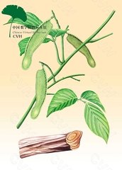     鸡血藤（Jixueteng）Caulis Spatholobi         [来源]    豆科（Leguminosae）植物密花豆Spatholobus suberectus Dunn的干燥藤茎。             [性状]    椭圆形、长圆形或不规则的斜切片，厚3-10mm。外皮灰棕色，有的可见灰白色地衣斑，栓皮脱落处显红棕色，有明显的纵沟和点状皮孔。切面木部淡棕或棕色，有多数不规则排列小孔。韧皮部有树脂状分泌物呈红褐或黑棕色，与木部相间排列成3-10个偏心性半圆形环。髓部偏向一侧。质坚硬。气微，味涩。         以树脂状分泌物多者为佳。         [鉴别]    木栓层为数列细胞，含棕红色物，皮层较窄，薄壁细胞长圆形或不规则形，内含棕色物和草酸钙方晶，有数个石细胞成群散在，大小不等。维管束异型由韧皮部与木质部相间排列成数轮。韧皮部最外侧为石细胞与纤维束组成的厚壁细胞层，射线多被挤压；分泌细胞甚多，充满棕红色物，常数个至10多个切向排列成层，纤维束较多，周围细胞含草酸钙方晶，形成晶纤维，石细胞散在。木质部射线有时含棕红色物，导管多单个散在，类圆形，直径约至400μm，木纤维也为晶纤维，木薄壁细胞少数含棕红色物。