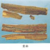 真黄柏