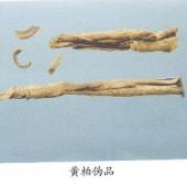 假黄柏