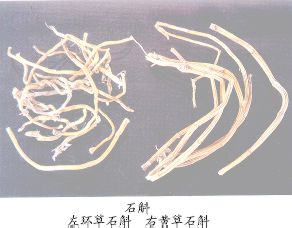石斛（Shihu） Herba Dendrobii——环草为斛（Huancaoshihu）
