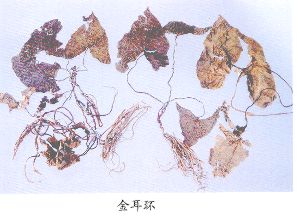 金耳环（Jinerhuan） Herba Asarl Inslgnls     【来源】马兜铃科（Aristolochiaceae）植物金耳环Asarum insigne Diels的干燥全草。     【性状】多皱缩成团，有的残存有花。根茎长3～4cm，直径约3mm，土黄色，节间长2～5mm，有碗形茎痕。须根疏生节上，圆柱状，稍弯曲，多数，长10～15cm，直径2～3mm，土黄色。完整叶片呈犁头形或三角状犁头形、卵形、卵状三角形，长8～15cm，宽5～9cm，顶端短尖或渐尖，基部。已形，两侧呈耳状或近前形，边全缘，上面黄棕或黄绿色，疏被短的粗伏毛，下面色较浅，除脉上被少数钩状柔毛外，余均无毛，叶两长8～20cm，被钩状柔毛。花皱缩，单生于茎顶部，长约2cm，宽约1．5cm；花被裂片无乳头状凸起，基部合生成喇叭状管；花丝比花药短，药隔多伸出成阔舌状；花柱6枚，离生，顶端2浅裂，裂片长约1mm，柱头侧生，生于裂缝基部外侧；花梗长3～9cm。须根质脆，易折断，断面平坦，粉性。气香，味辛、麻辣。    以须根多、色土黄、气香、味辛麻辣者为佳。不得有苦味。