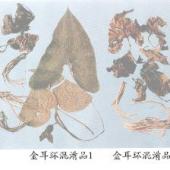 金耳环混淆品（1）——山慈菇（Shancigu）     【来源】马兜铃科（Aristolochiaeae）植物山慈菇 Asarum sasittarioides C．F．Liang的干燥全草。     【性状】与金耳环相似，主要区别在于较粗壮，须根较长较多，常聚生成束，土黄色。根茎也较粗大。叶片三角状犁头形或卵状犁头形，长15-25cm，宽11～14cm；顶端长渐尖或渐尖，基部耳形或耳状心形，弯缺深5～7cm，弯缺的底部（即叶柄顶部看生处）呈弯弓形，两面均无毛，或有的下面有短毛，叶辆长15～25cm，无毛。有的残存有皱缩的花，1～2朵单生于茎顶部，花被无毛，花被管筒状。须根质脆，易折断，断面平坦，粉性。有土浊气，味微辛、微苦，稍麻辣。