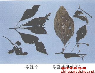 马蓝叶（Malanye）Folium Strobilanthis Cusiae[来源] 爵床科（Acanthaceae）植物马蓝Strobilanthes cusia（Nees）Ktze.的干燥叶。[性状] 多皱缩成团块。每对叶近等大，完整叶片呈椭圆形或倒卵状椭圆形，长7-15cm，宽3-6cm，边具浅锯齿，黑绿色；上面无毛，有条形钟乳体，下面近无毛，侧脉每边5-8条。叶柄长0.6-2cm，被短柔毛。纸质。气微，味微苦。以叶大完整者、色黑绿者为佳。[鉴别] 1.腺毛的腺头1-8个细胞，腺柄1-3个细胞。非腺毛2-10个细胞或有分叉。维管束外韧型、类半圆形。草酸钙结晶为蔟晶。2.本品4g，水煎，酒洗，除去乙醇，置紫外光观察，显蓝紫色荧光带。薄层层析试验含靛玉红（Indirubin）和靛蓝（Indigo）。  