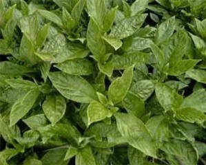 大青叶习用品——蓼蓝（Liaolan）[来源] 蓼科（Polygonaceae）植物蓼蓝polygonum tinctorium Ait.的干燥叶。[性状] 多皱缩，有的已破碎。完整叶片呈卵形或宽椭圆形，长3-9cm，宽2-6cm，顶端钝圆，基部楔形或圆形，边全缘有睫毛，蓝绿色或暗蓝色。两面脉上均被粗状毛，中脉和侧脉均明显，侧脉每边6-7条。叶柄长5-15mm，偶带圆筒状膜质叶鞘，顶端有长睫毛。质脆易碎。气微，味微涩，微苦。[鉴别] 上表皮细胞垂周壁平直，气孔平轴式，少数不等式。腺毛头部多数有4-8个细胞，少数为2个细胞；柄部由2个细胞并列而成，也有多细胞构成并列的。非腺毛多列性，壁木化增厚，常见于叶片边缘和中脉处。草酸钙蔟晶多见。下表皮细胞垂周壁微波状弯曲，气孔和腺毛较上表皮多。以上均以叶大完整，色暗绿色或蓝绿色者为佳。
