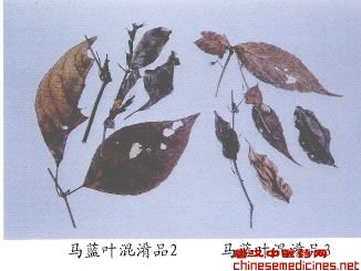 马蓝叶混淆品（2）——广西马蓝（Guangximalan）[来源] 爵床科（Acanthaceae）植物广西马蓝Strobilanthes guangxiensis S.Z.Huang的干燥叶。[性状] 皱缩成团块。每对叶不等大，完整叶片呈椭圆形，长9-18cm，宽4-8cm，边全缘或稍呈波状，灰绿色；上面无毛，有条形钟乳体，下面被短柔毛，侧脉每边4-8条。叶柄长约3cm，被短柔毛。纸质。气微，味淡。[鉴别] 1.腺毛的腺头1-4个细胞，无腺柄。非腺毛2-4个细胞。维管束周韧型，类圆形，草酸钙结晶为蔟晶。2.按48页板蓝根鉴别项2的试验法，无蓝色、紫红色斑点。