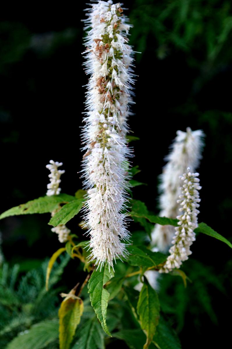 6f061.jpg